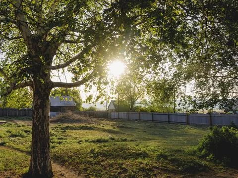 Birch tree in sunset light in the park Foto stock