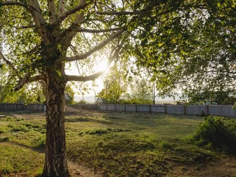 Birch tree in sunset light in the park Stock Photos