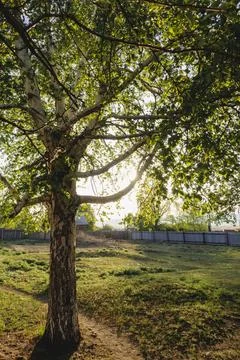 Birch tree in sunset light in the park Stock Photos