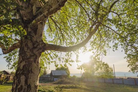 Birch tree in sunset light in the park Stock Photos