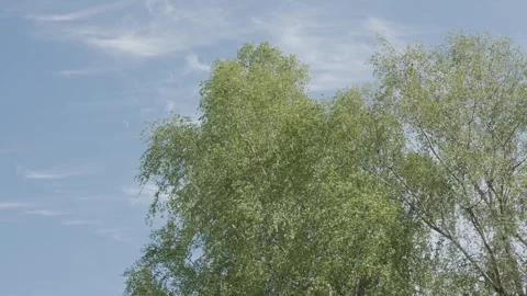 Birch Tree Swaying Gently in Spring Wind – Sunny Day Nature Shot Stock Footage 308396011