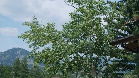 Birch tree swaying in the mountains. Video stock 162698980
