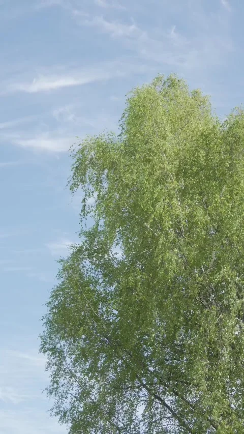 Birch Tree Swaying on a Spring Day Stock Footage 308389564