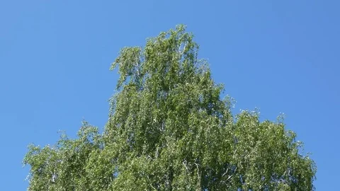 Birch Tree Swaying In the Wind - Blue Sky Stock Footage 80550073