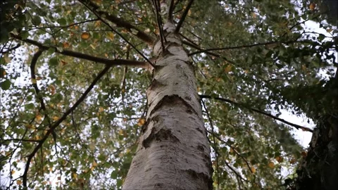 Birch tree  swaying in the wind Stock Footage 86216772