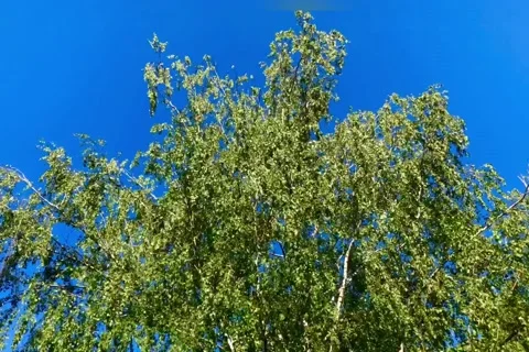 Birch Tree Swaying In The Wind Stock Footage 131073530