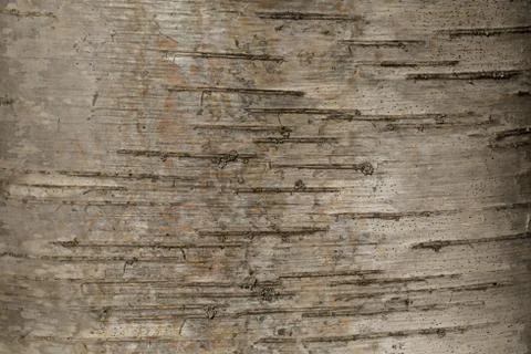 Birch tree texture. abstract background of black and white bark wood Stock Photos