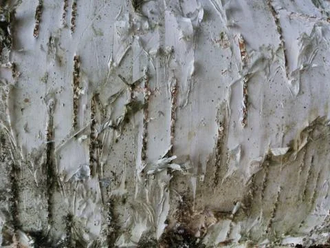 Birch tree texture Stock-Fotos