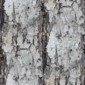 Birch tree texture seamless background wallpaper Stock Photos