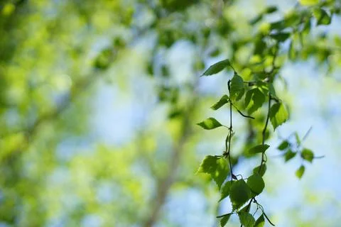 Birch tree thin branches with green leaves in sunny spring garden Photos