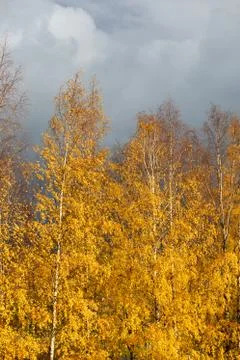 Birch tree top against cloudy sky Stock Photos
