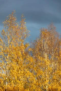 Birch tree top against cloudy sky Stock Photos