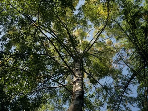 Birch tree top moving in the wind Stock Footage 342339574