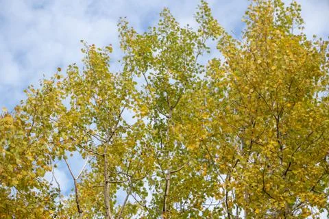 Birch tree tops in fall Stockfoto's