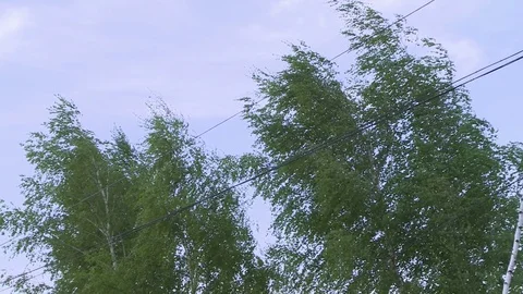 Birch tree tops in summer under the wind view Stock Footage 77079384