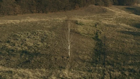 Birch tree, Transylvania Video stock 97956717