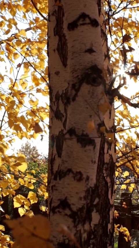 Birch Tree Trunk and Yellow Autumn Leaves with Sun Flare Stock Footage 346774208