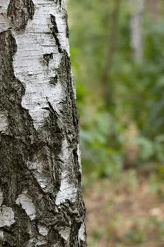 Birch Tree Trunk Bark Texture Close up on blurred background Stock Photos