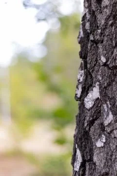 Birch Tree Trunk Bark Texture Close up on blurred background Stock Photos