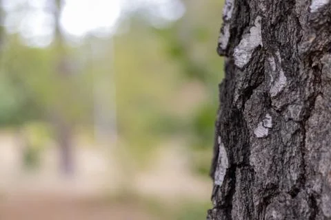 Birch Tree Trunk Bark Texture Close up on light brown blurred Stock Photos