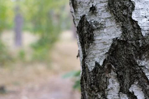 Birch Tree Trunk Bark Texture Close up on light brown Stock Photos