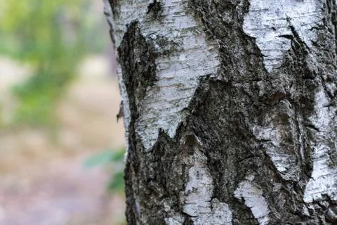Birch Tree Trunk Bark Texture Close up on park background Stock Photos