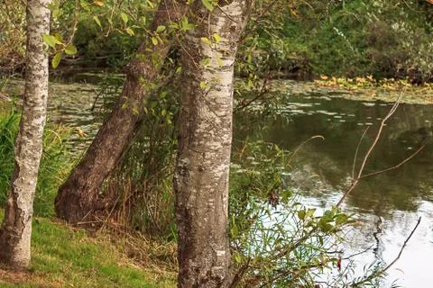 Birch tree trunk centered in frame in a park Stock Photos