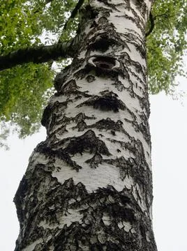 Birch tree trunk, close up, bottom-up view Stock Photos
