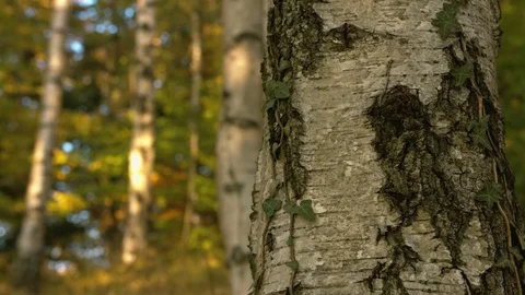 Birch tree trunk close up in a forest in fall Stock Footage 81559885