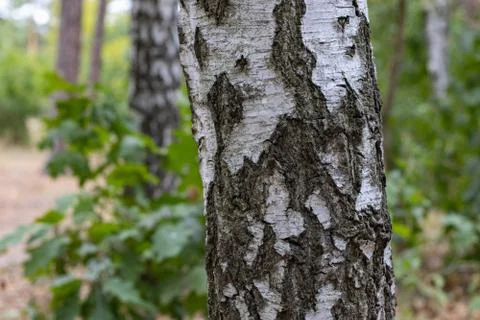 Birch Tree Trunk Close up on park background Stock Photos