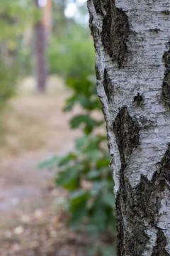 Birch Tree Trunk Close up on park way background Stock Photos