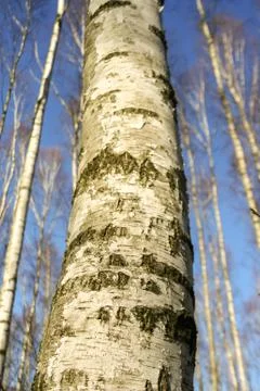 Birch tree trunk closeup, view up to the blue sky. 스톡 사진