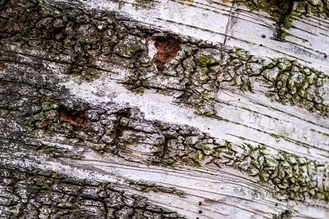 Birch tree trunk covered in moss, with patches of its bark peeling away to revea 스톡 사진