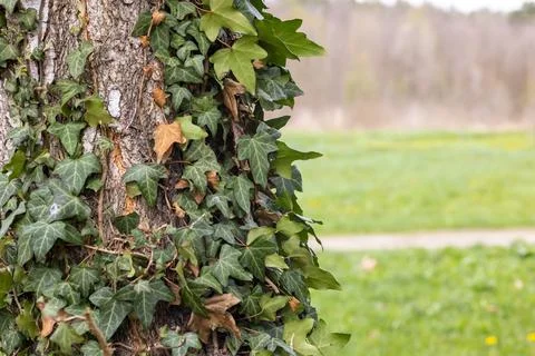 Birch Tree Trunk Enveloped in Ivy Leaves Stock Photos