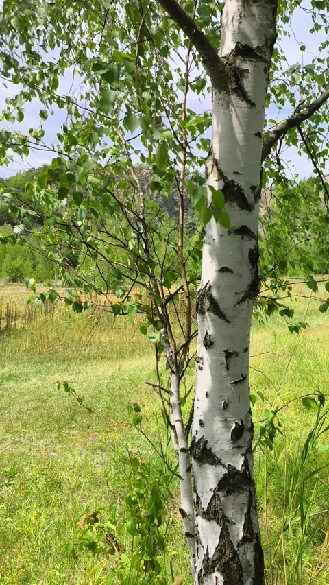 Birch Tree Trunk with Fresh Green Leaves on Grassy Field Stock Footage 340524768