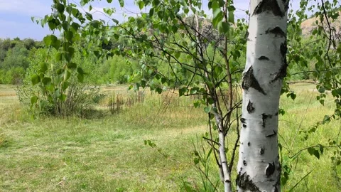 Birch Tree Trunk with Green Leaves in Sunny Meadow Stock Footage 340524766