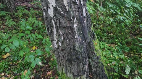 Birch tree trunk with green moss in Swedish forest Stock Footage 347150786