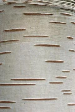 Birch tree trunk Stock-Fotos