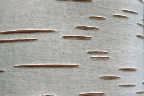 Birch tree trunk Stock Photos