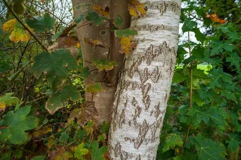 Birch tree trunk Stock Photos