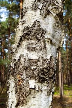Birch Tree Trunk in Pine Forest Stock Photos