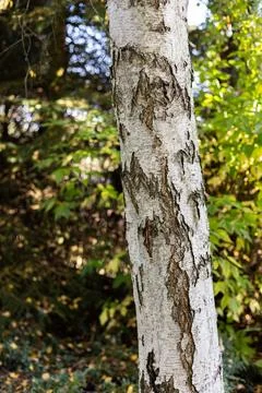 Birch tree trunk with rough white bark in autumn forest. Stock Photos