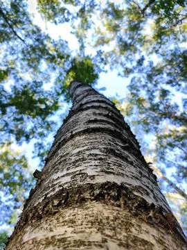 Birch tree trunk seen up close from the ground Stock-Fotos