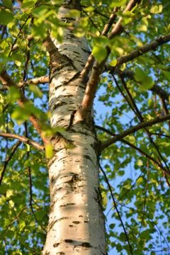 Birch tree trunk in sun light Stock Photos