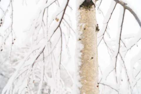 Birch tree trunk under snow Stock Photos