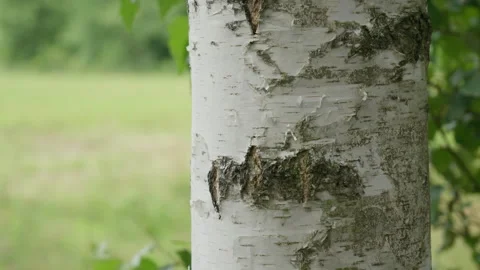 Birch tree trunk with white bark texture standing in a summer forest background Stock Footage 339364854