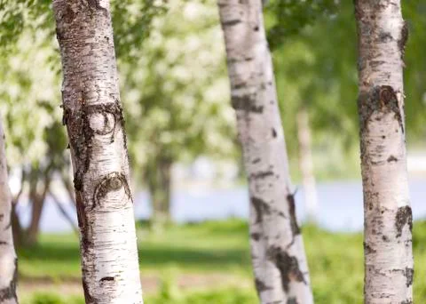 Birch Tree Trunks Close Up Stock-Fotos