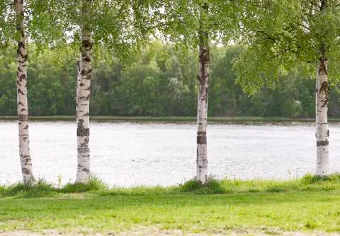 Birch Tree Trunks Close Up Stock Photos