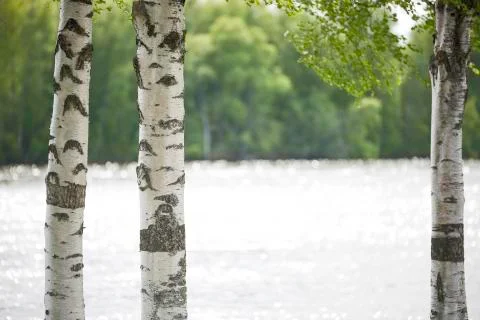 Birch Tree Trunks Close Up Stock Photos