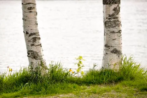 Birch Tree Trunks Close Up Stock Photos